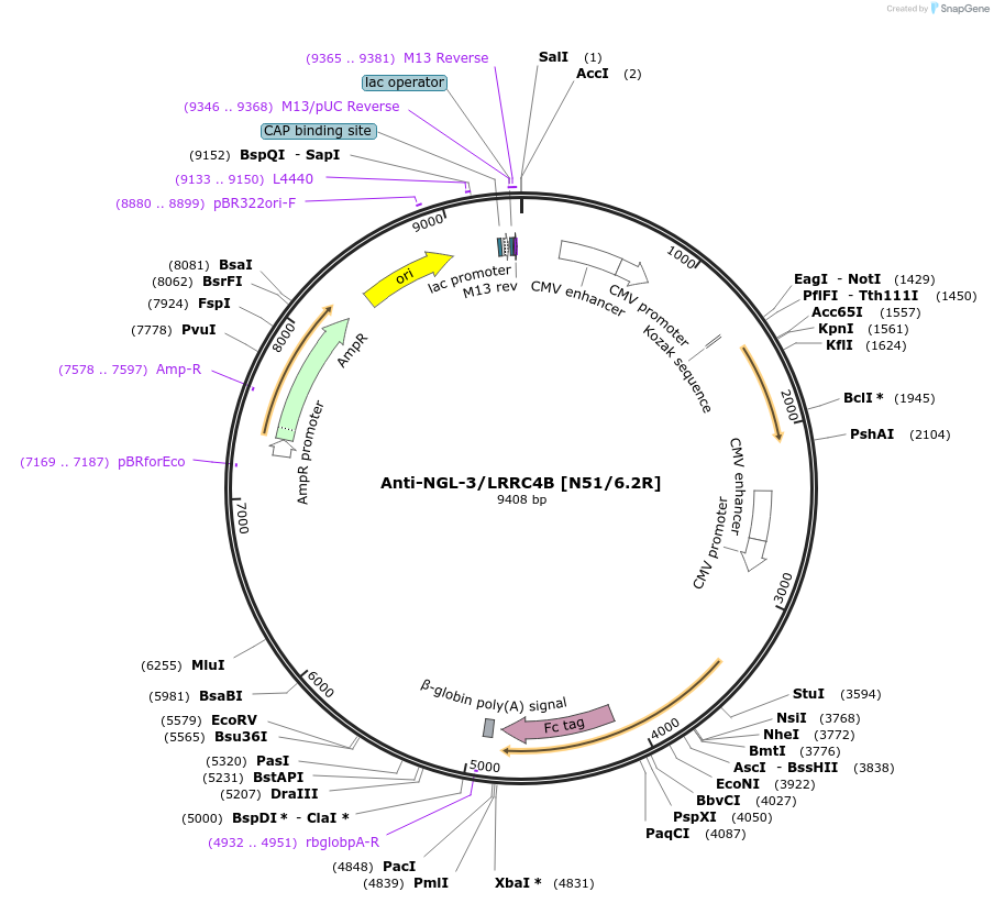 114493-plasmid-map-sequence-id-223637