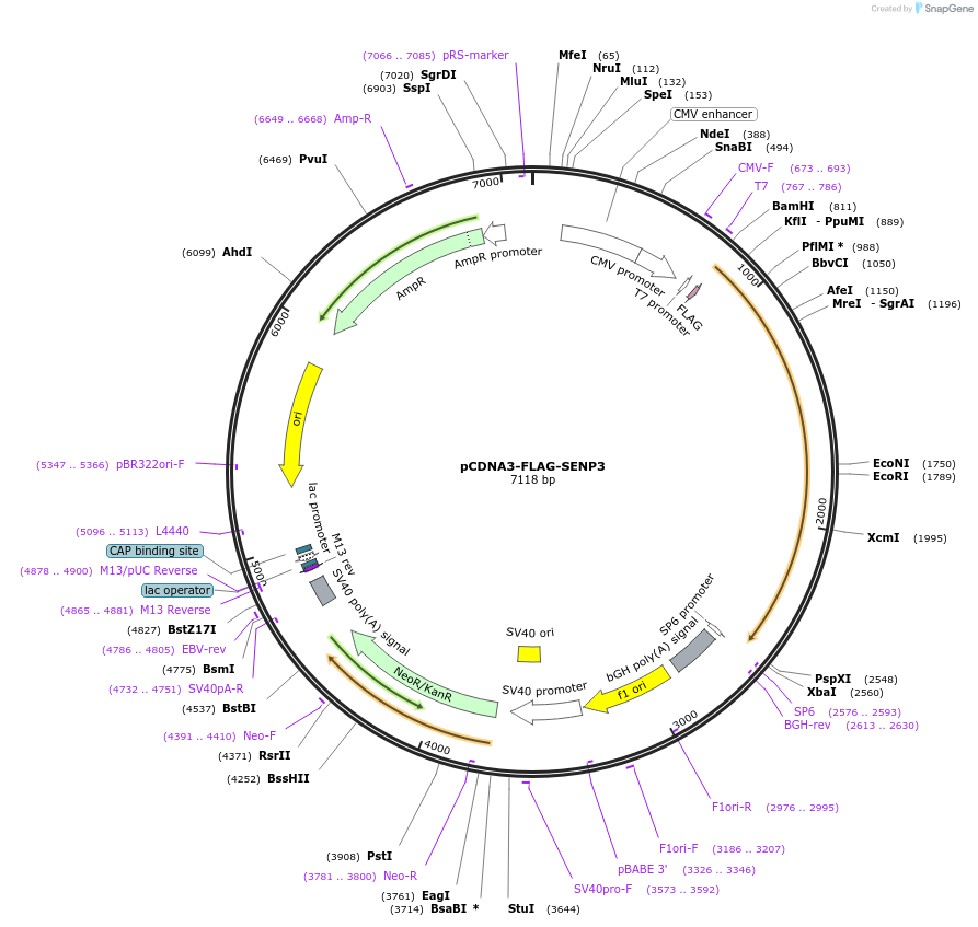 115521-plasmid-map-sequence-id-223646