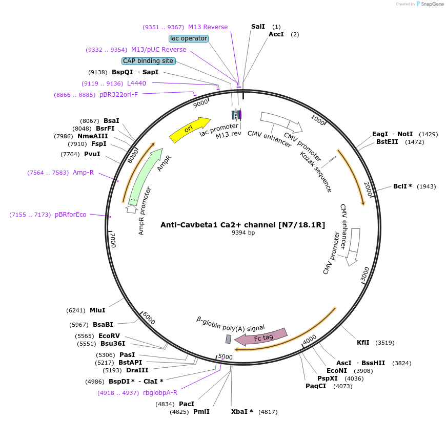 114497-plasmid-map-sequence-id-223647