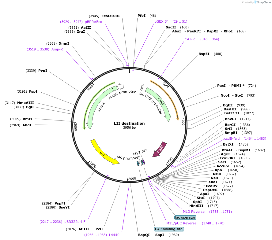 104529-plasmid-map-sequence-id-223651