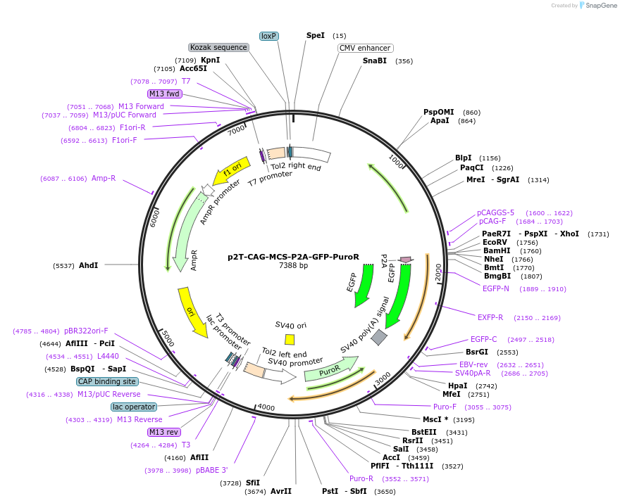 107186-plasmid-map-sequence-id-223657
