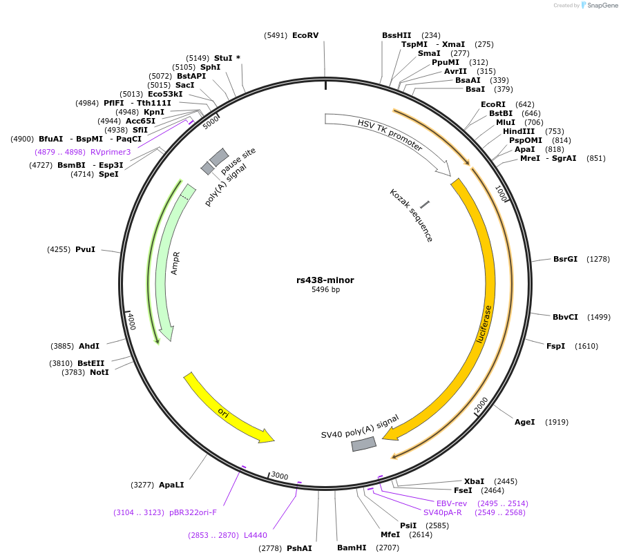 113370-plasmid-map-sequence-id-223660