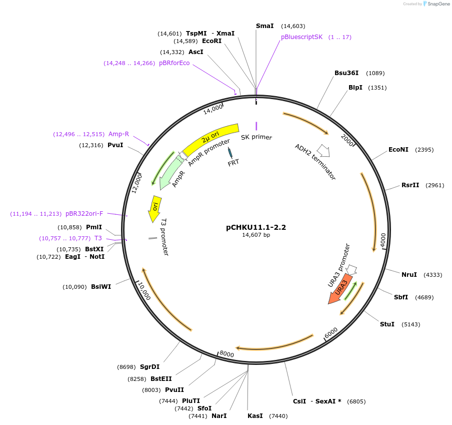 115528-plasmid-map-sequence-id-223664