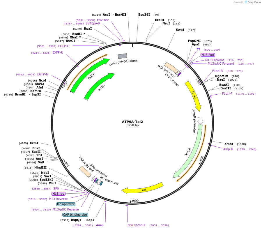 113385-plasmid-map-sequence-id-223679
