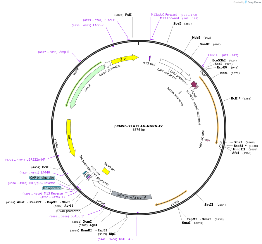 115773-plasmid-map-sequence-id-223821