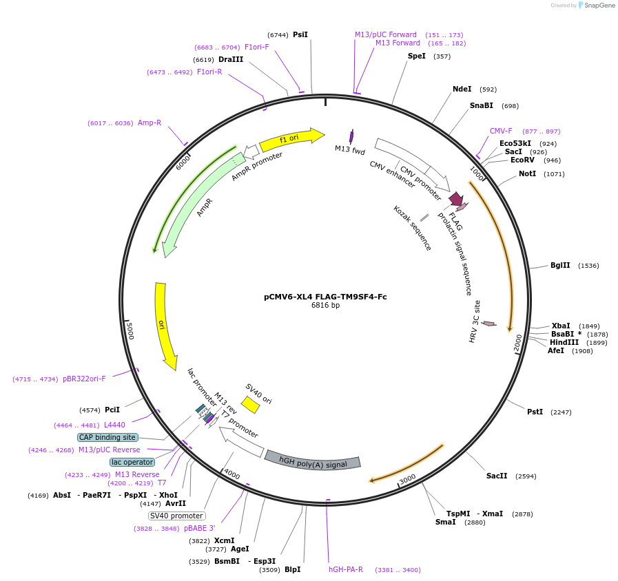 115770-plasmid-map-sequence-id-223833