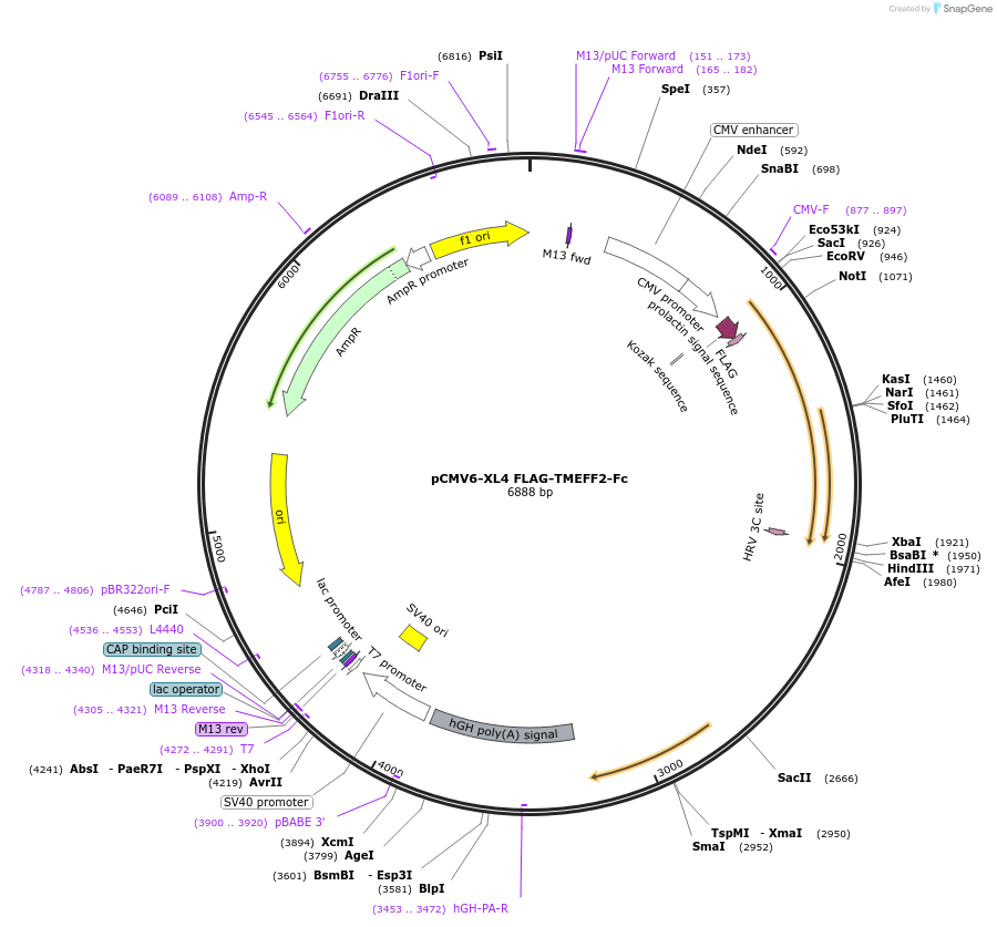 115774-plasmid-map-sequence-id-223834