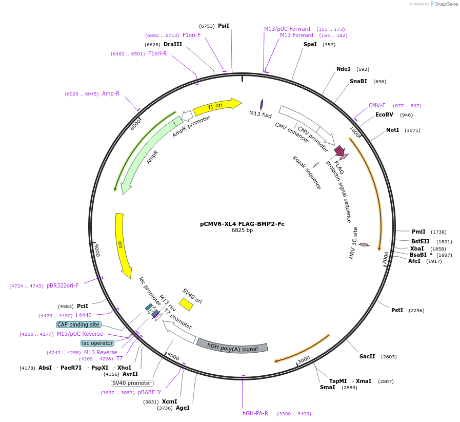 115771-plasmid-map-sequence-id-223840