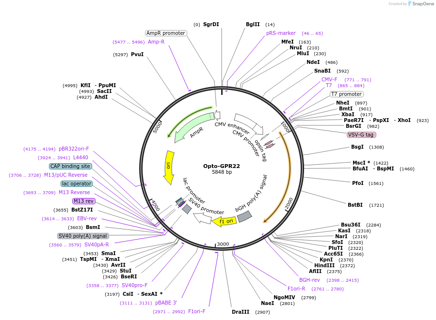 106010-plasmid-map-sequence-id-223841