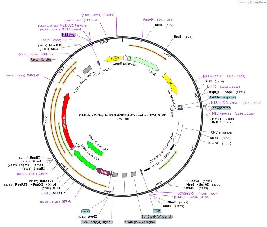113843-plasmid-map-sequence-id-223854