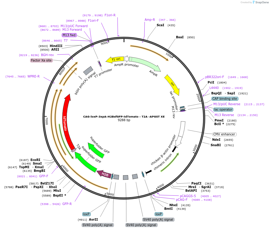 113844-plasmid-map-sequence-id-223855