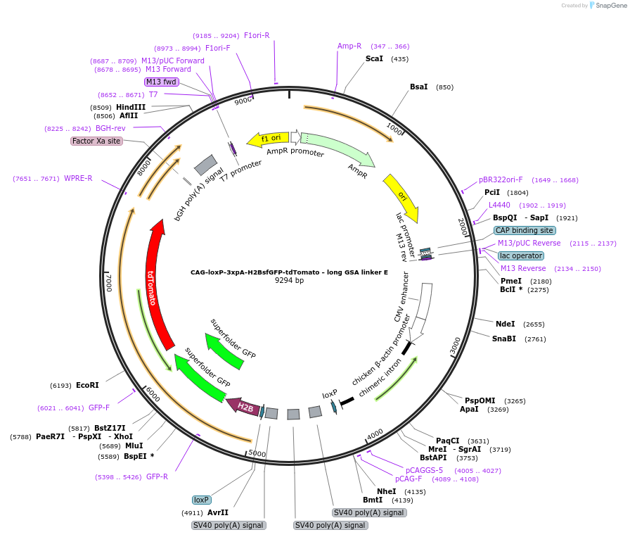 113845-plasmid-map-sequence-id-223856