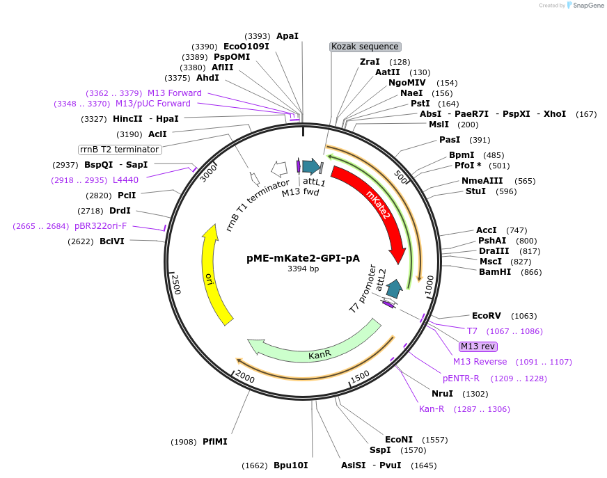 109542-plasmid-map-sequence-id-223866