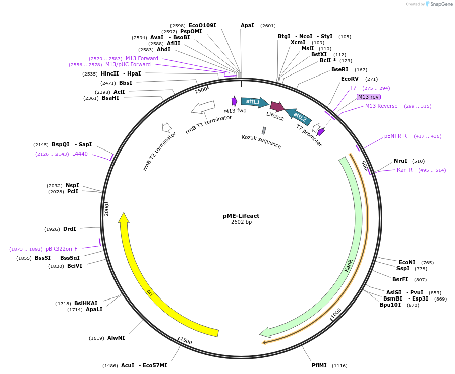 109545-plasmid-map-sequence-id-223867