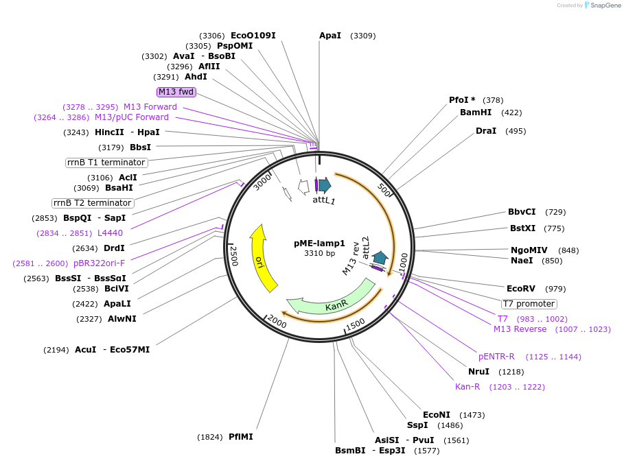 109559-plasmid-map-sequence-id-223873