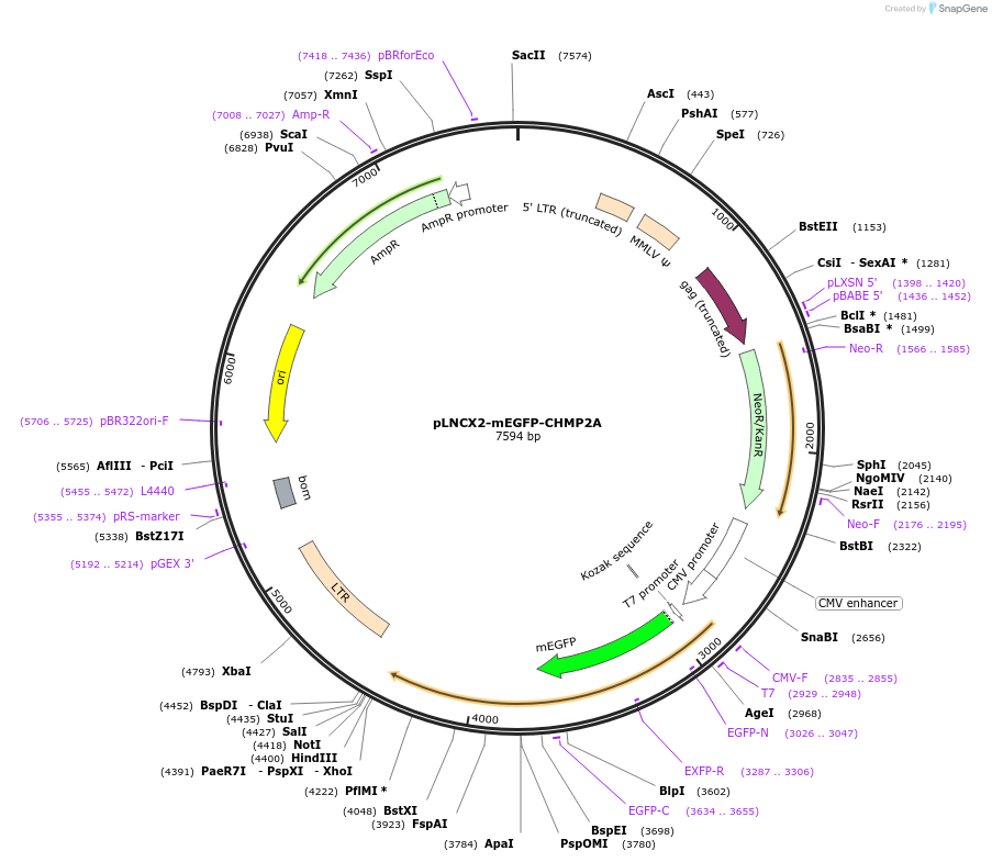 115328-plasmid-map-sequence-id-223902