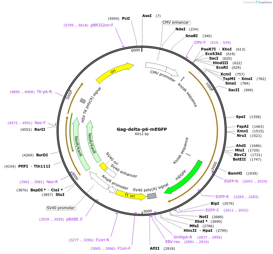 116890-plasmid-map-sequence-id-223909