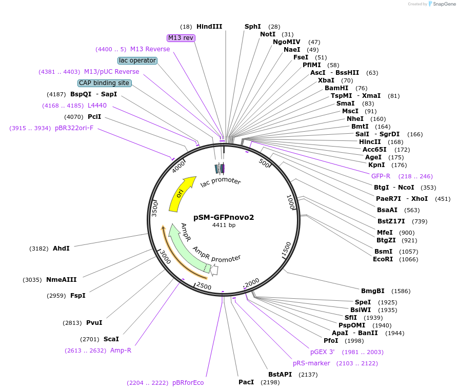 116943-plasmid-map-sequence-id-223925