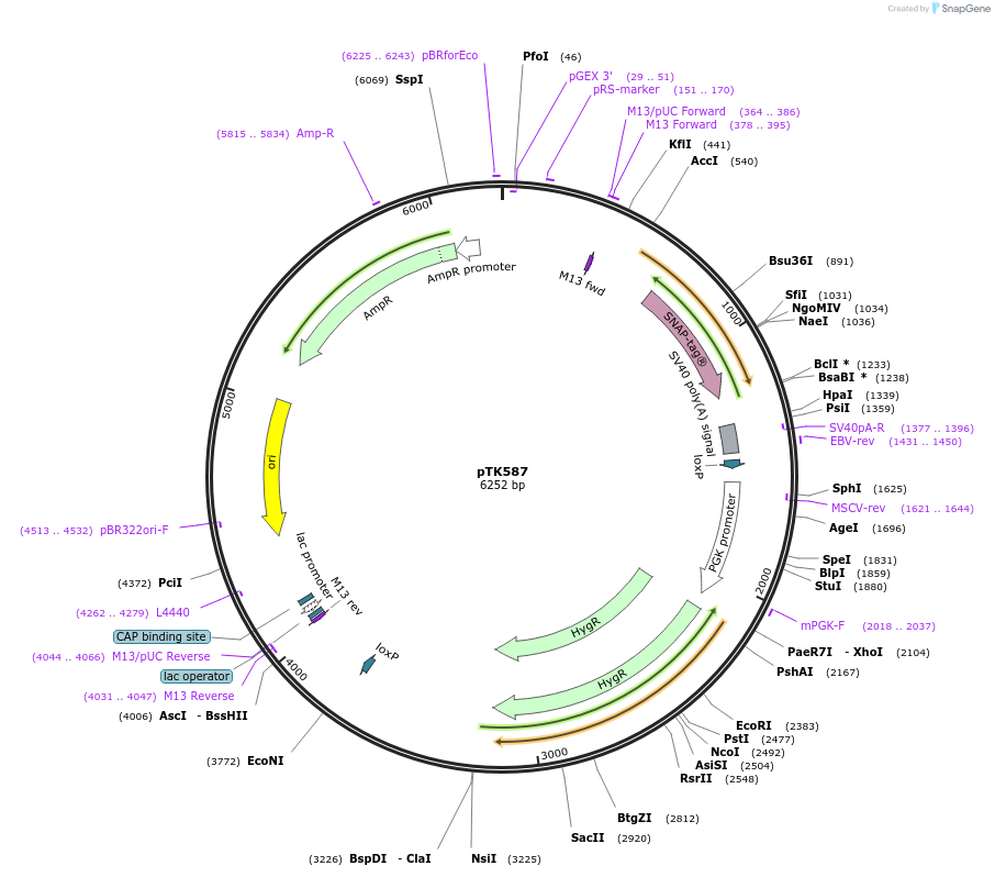 114692-plasmid-map-sequence-id-223934
