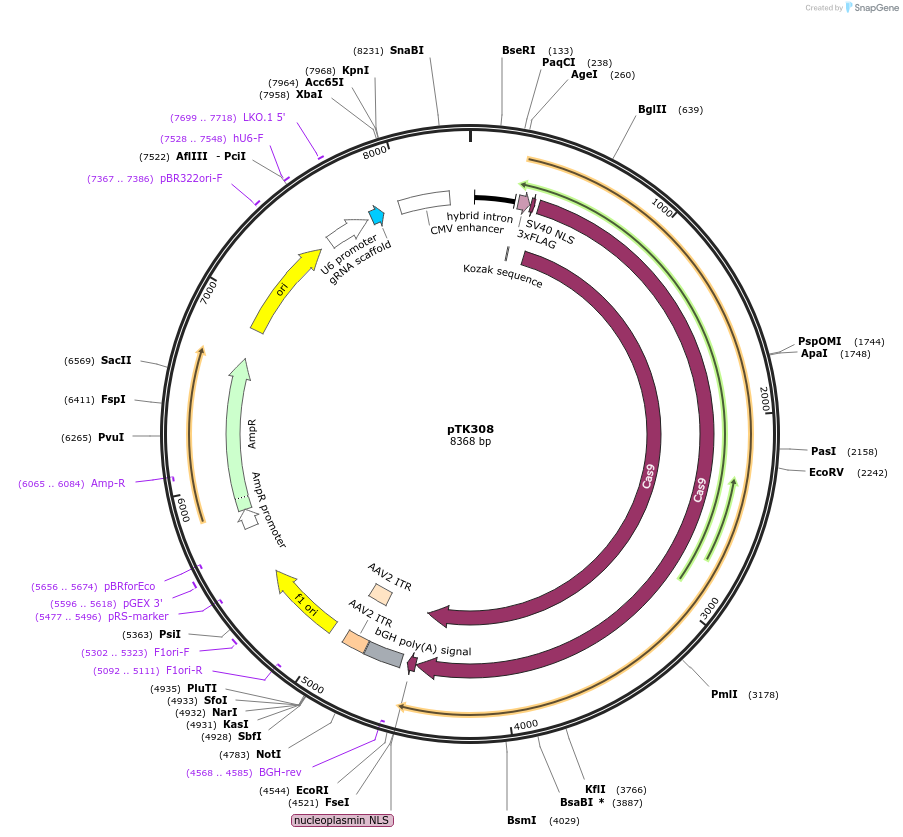 114689-plasmid-map-sequence-id-223938