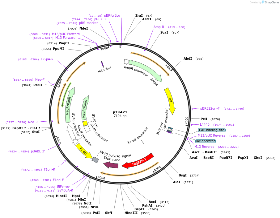 114688-plasmid-map-sequence-id-223939