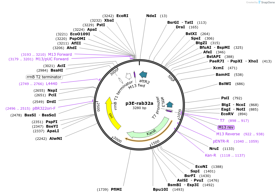 109689-plasmid-map-sequence-id-223966