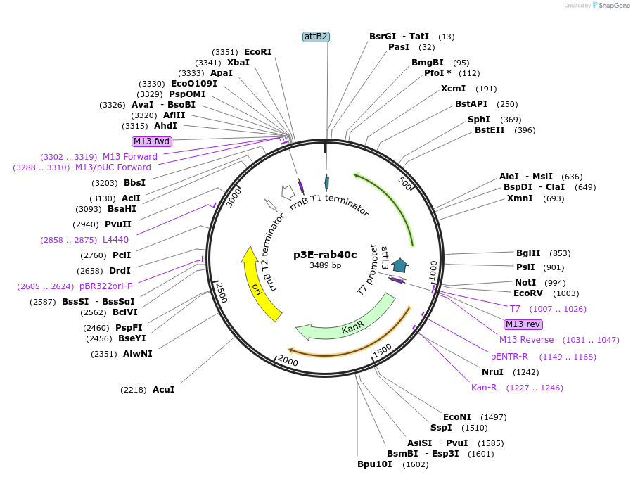 109709-plasmid-map-sequence-id-223988