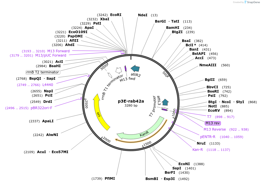 109710-plasmid-map-sequence-id-223989