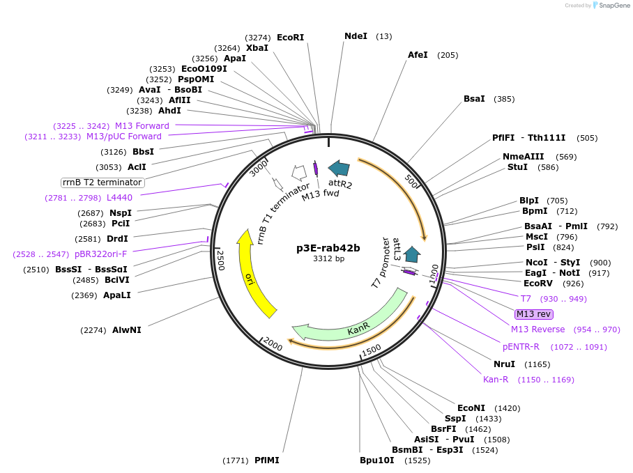109711-plasmid-map-sequence-id-223990
