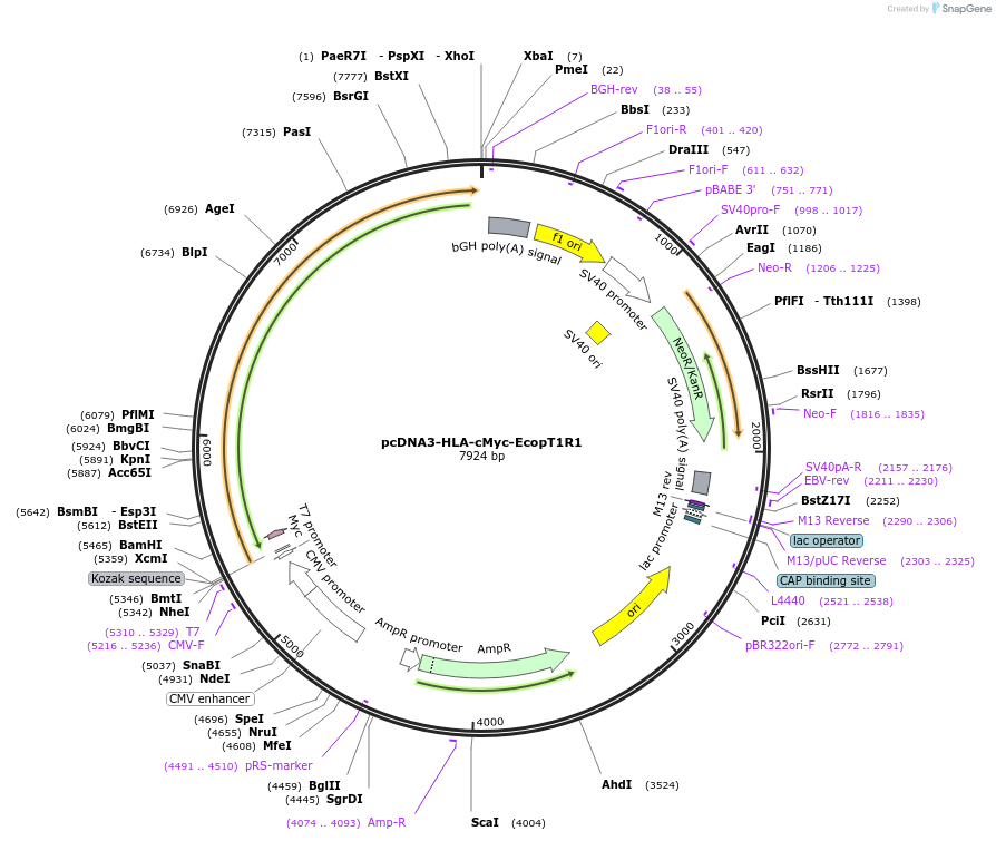 113962-plasmid-map-sequence-id-223994
