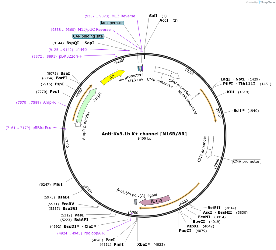 114511-plasmid-map-sequence-id-223997