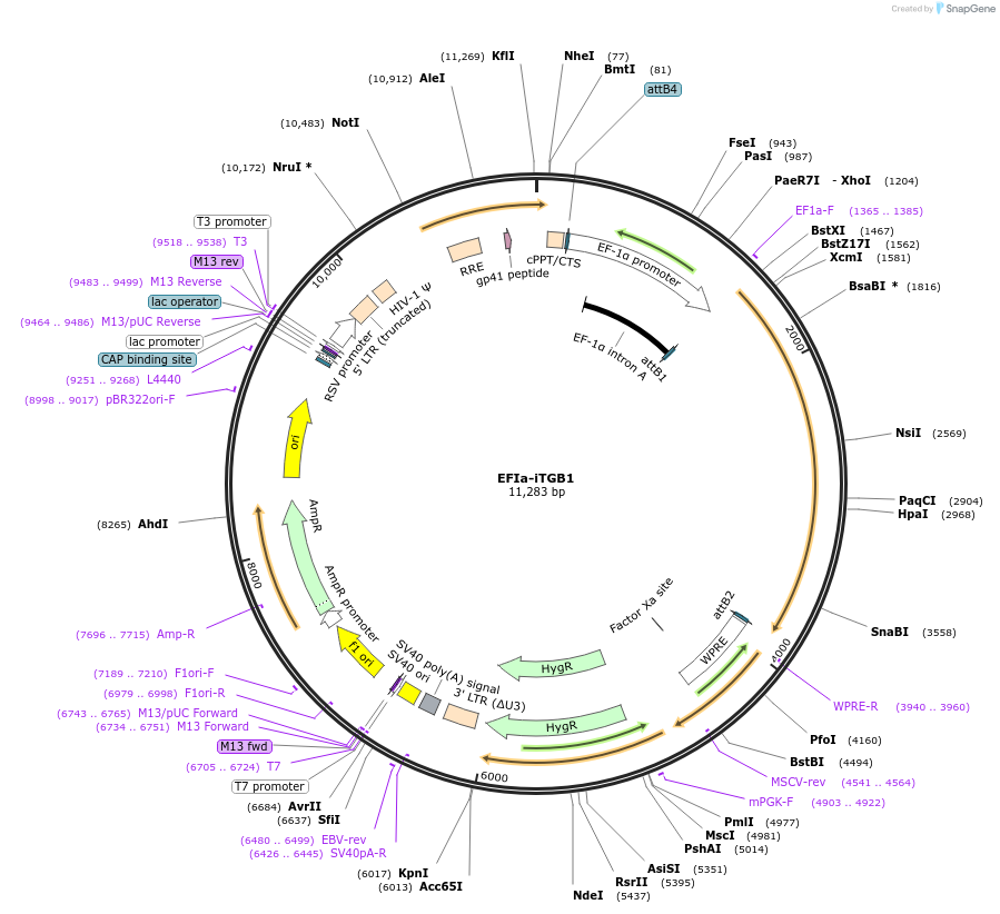 115799-plasmid-map-sequence-id-224015