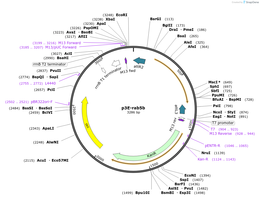 109718-plasmid-map-sequence-id-224028