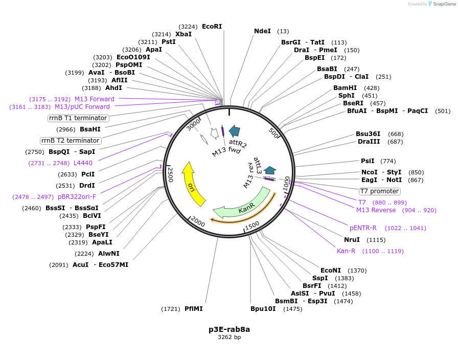 109725-plasmid-map-sequence-id-224042
