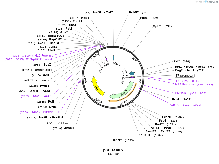 109726-plasmid-map-sequence-id-224045