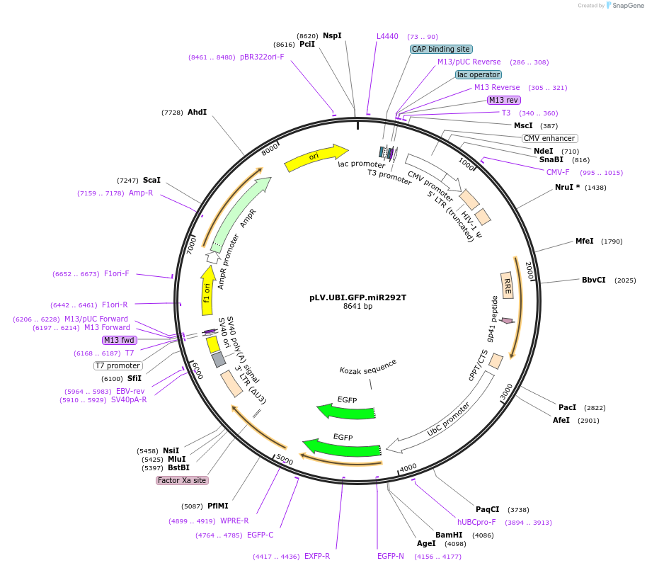 115972-plasmid-map-sequence-id-224052