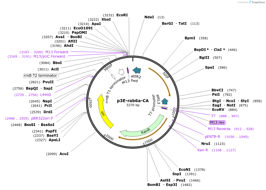 109733-plasmid-map-sequence-id-224061