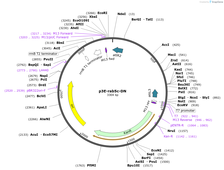 109737-plasmid-map-sequence-id-224067
