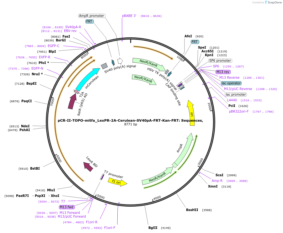 110201-plasmid-map-sequence-id-224099