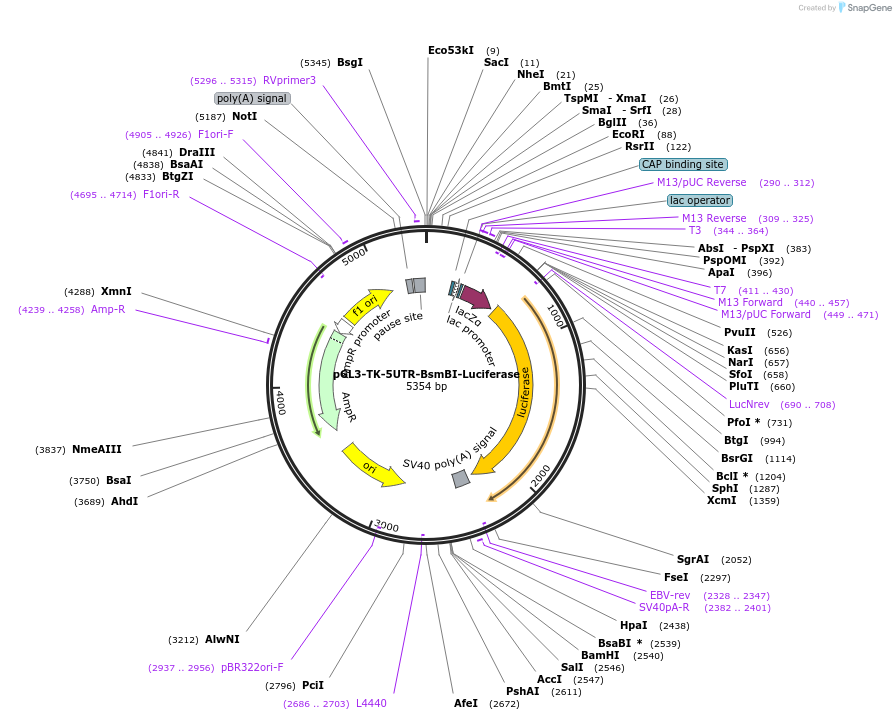 114670-plasmid-map-sequence-id-224101