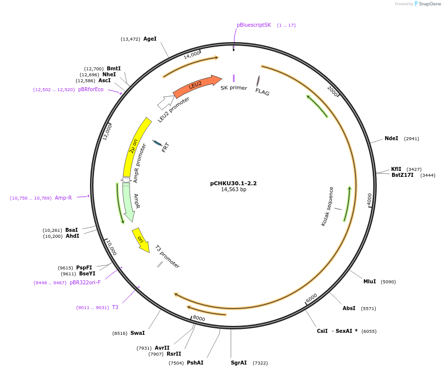 115532-plasmid-map-sequence-id-224104