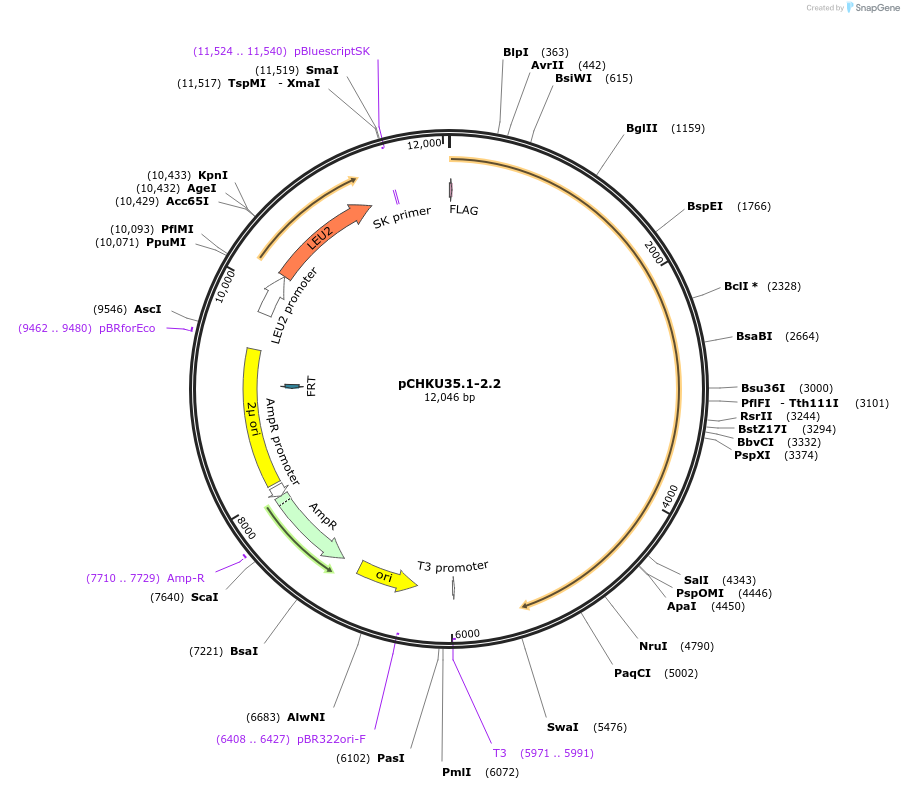 115536-plasmid-map-sequence-id-224105