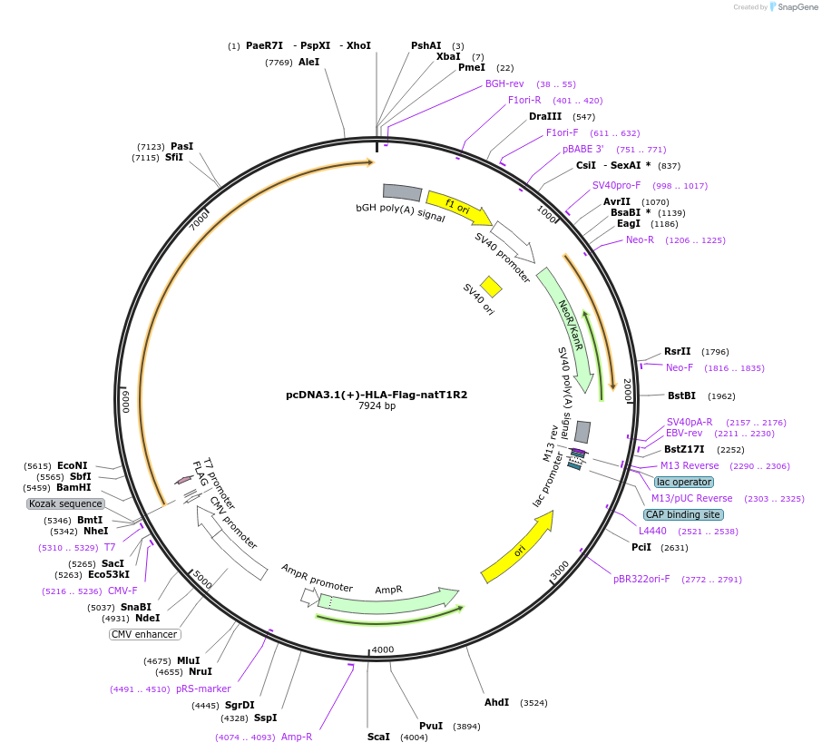113947-plasmid-map-sequence-id-224107