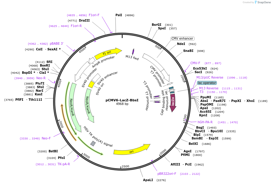 114671-plasmid-map-sequence-id-224108