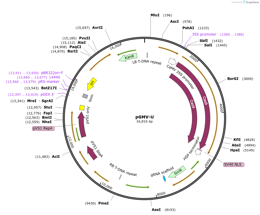112797-plasmid-map-sequence-id-224116