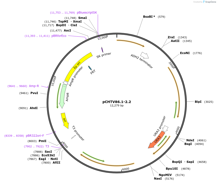 115544-plasmid-map-sequence-id-224152