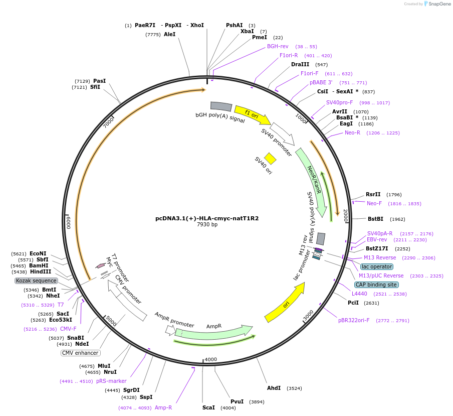 113946-plasmid-map-sequence-id-224199
