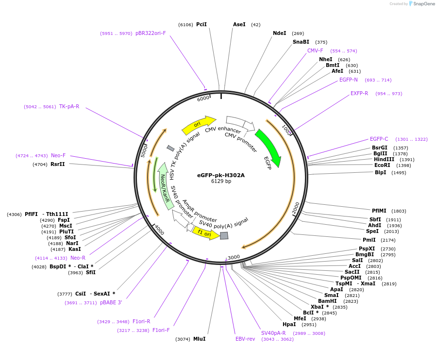 115618-plasmid-map-sequence-id-224201