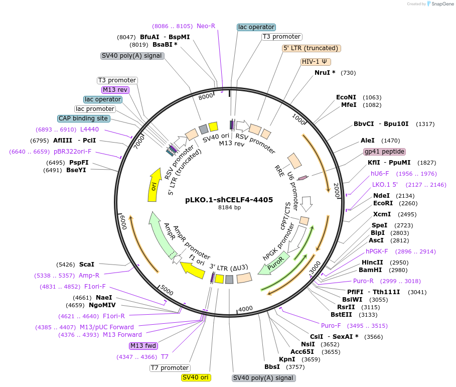 115466-plasmid-map-sequence-id-224208
