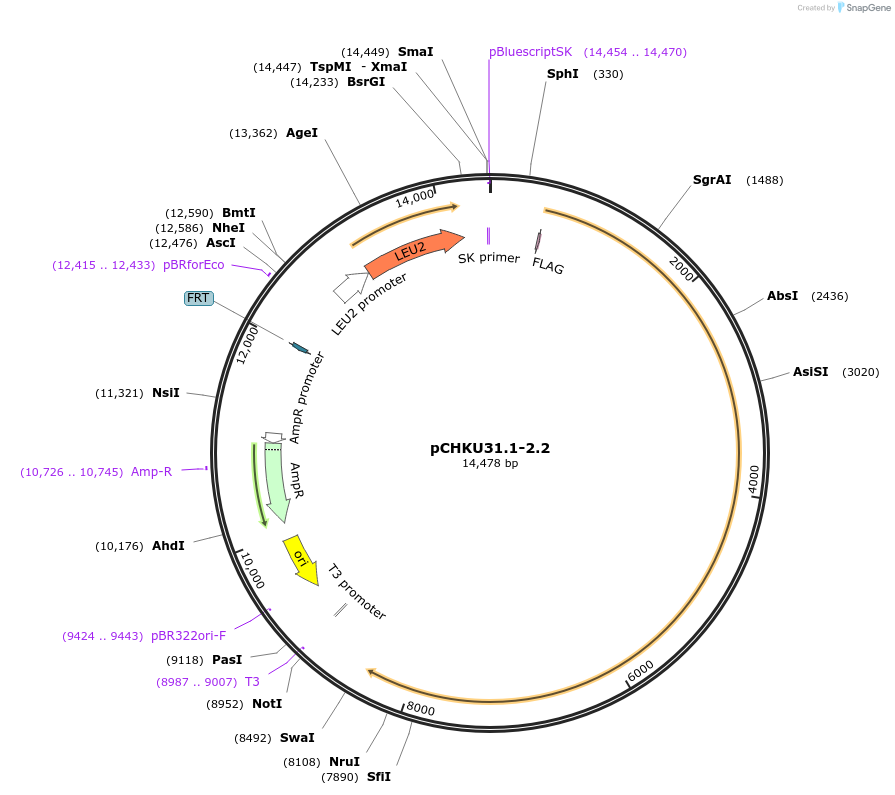 115533-plasmid-map-sequence-id-224222